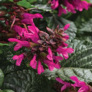 Salvia hybrid 'Rockin' Fuchsia' Salvia from Moose Crossing Garden Center