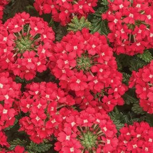 Verbena hybrid 'Superbena Scarlet Star' Verbena from Moose Crossing Garden Center
