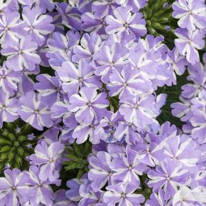 Verbena hybrid 'Superbena Stormburst' Verbena from Moose Crossing Garden Center