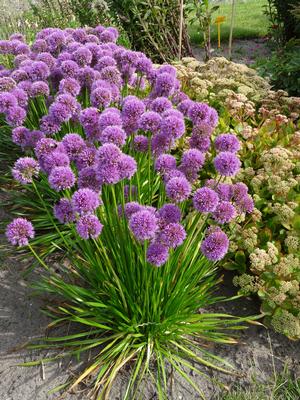 Allium 'Millenium' Ornamental Onion from Moose Crossing Garden Center