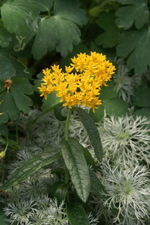 Asclepias tuberosa 'Hello Yellow' Butterfly Milkweed from Moose Crossing Garden Center