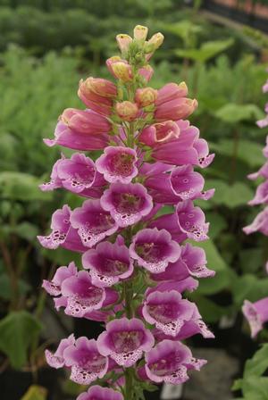 Digitalis purpurea 'Candy Mountain' Foxglove from Moose Crossing Garden Center