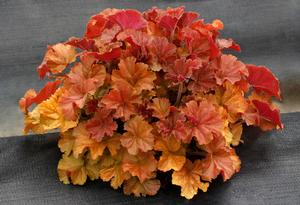 Heuchera hybrid 'Northern Exposure Amber' Coral Bells from Moose Crossing Garden Center
