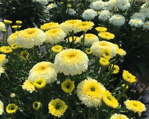Leucanthemum superbum 'Real Deal' Shasta Daisy from Moose Crossing Garden Center