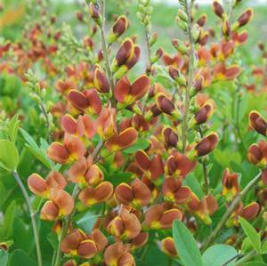 Baptisia hybrid 'Decadence Cherries Jubilee' False Indigo from Moose Crossing Garden Center