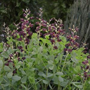Baptisia hybrid 'Decadence Dutch Chocolate' False Indigo from Moose Crossing Garden Center