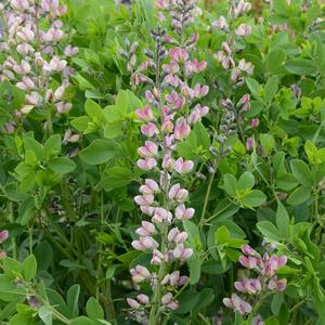 Baptisia hybrid 'Decadence Pink Truffles' False Indigo from Moose Crossing Garden Center