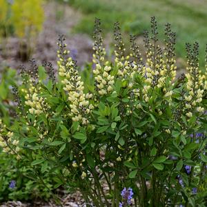 Baptisia hybrid 'Decadence Vanilla Cream' False Indigo from Moose Crossing Garden Center