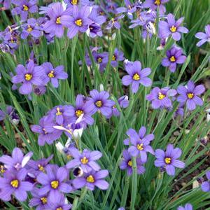 Sisyrinchium angust. 'Lucerne' Blue-eyed Grass from Moose Crossing Garden Center