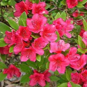 Azalea hybrid 'Bixby' Azalea from Moose Crossing Garden Center