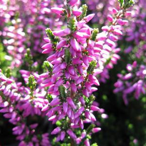 Calluna vulgaris 'Beauty Ladies Renate' Heather from Moose Crossing Garden Center