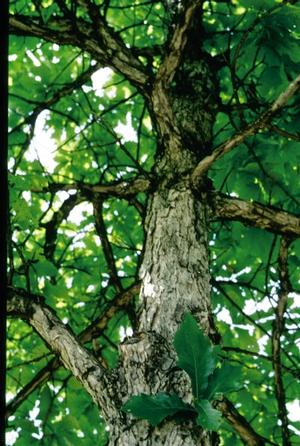 Quercus alba Eastern White Oak from Moose Crossing Garden Center