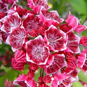 Kalmia latifolia 'Keepsake' Mountain Laurel from Moose Crossing Garden Center