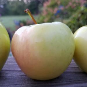 Malus domestica 'Ginger Gold' Semi-Dwarf Apple from Moose Crossing Garden Center