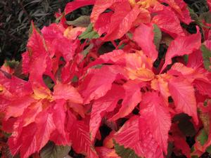 Amaranthus 'Carnival' from Moose Crossing Garden Center