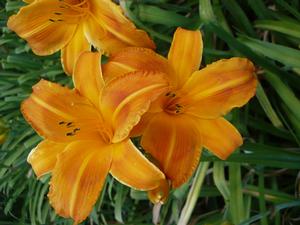 Hemerocallis hybrid 'Rocket City' Daylily from Moose Crossing Garden Center