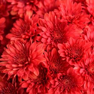 Chrysanthemum Garden Mum 'Cranbury Red' Garden Mum from Moose Crossing Garden Center