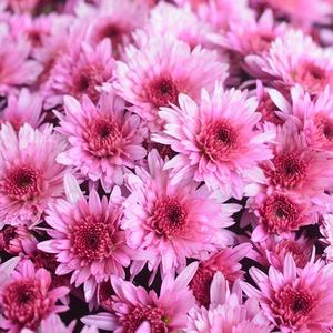 Chrysanthemum Garden Mum 'Carousel Pink' Garden Mum from Moose Crossing Garden Center