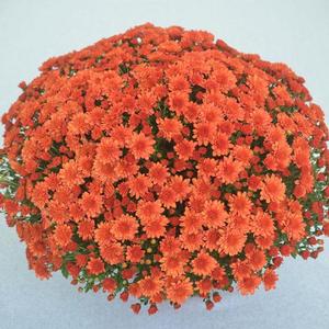 Chrysanthemum Garden Mum 'Mumosa Orange' Garden Mum from Moose Crossing Garden Center