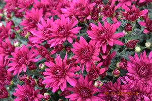 Chrysanthemum Garden Mum 'Poppin Purple' Garden Mum from Moose Crossing Garden Center