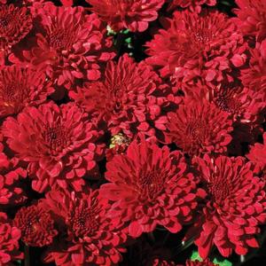 Chrysanthemum Garden Mum 'Red Ryder' Garden Mum from Moose Crossing Garden Center