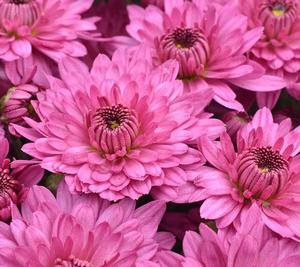 Chrysanthemum Garden Mum 'Temptation Pink' Garden Mum from Moose Crossing Garden Center