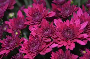 Chrysanthemum Garden Mum 'Majesty Purple' Garden Mum from Moose Crossing Garden Center