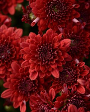 Chrysanthemum Garden Mum 'Majesty Red' Garden Mum from Moose Crossing Garden Center