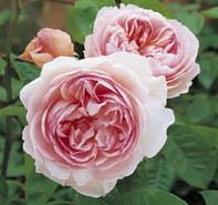 Rosa 'Gentle Hermione' English Rose-David Austin from Moose Crossing Garden Center