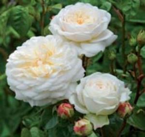 Rosa 'Tranquillity' English Rose-David Austin from Moose Crossing Garden Center