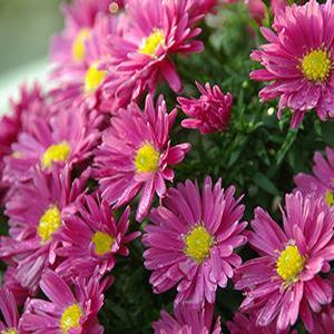 Aster 'Kickin Carmine Red' Aster from Moose Crossing Garden Center