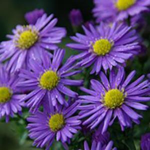 Aster 'Kickin Purple' Aster from Moose Crossing Garden Center