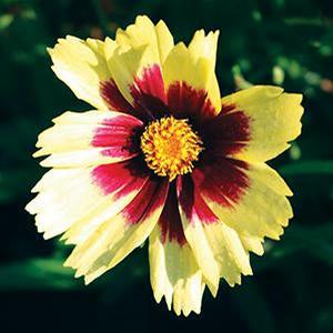Coreopsis hybrid 'Super Star' Tickseed from Moose Crossing Garden Center