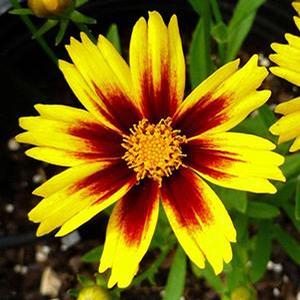 Coreopsis hybrid 'Golden Stardust' Tickseed from Moose Crossing Garden Center