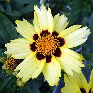 Coreopsis hybrid 'Uptick Cream & Red' Tickseed from Moose Crossing Garden Center