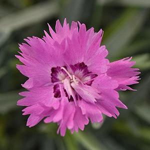Dianthus hybrid 'Mountain Frost Silver Strike' Pinks from Moose Crossing Garden Center