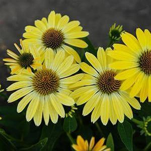 Echinacea purpurea 'Sombrero Summer Solstice' Coneflower from Moose Crossing Garden Center
