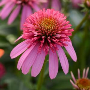 Echinacea purpurea 'Double Scoop Bubble Gum' Coneflower from Moose Crossing Garden Center
