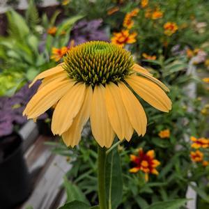 Echinacea purpurea 'Mellow Yellows' Coneflower from Moose Crossing Garden Center