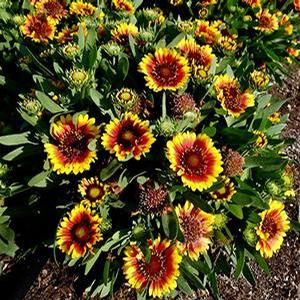 Gaillardia grandiflora 'Spin Top Red Starburst' Blanket Flower from Moose Crossing Garden Center