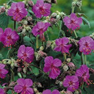 Geranium macrorhizum 'Bevans' Cranesbill from Moose Crossing Garden Center