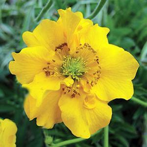 Geum chiloense 'Lady Stratheden' Grecian Rose from Moose Crossing Garden Center