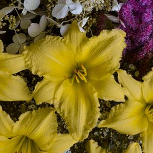 Hemerocallis hybrid 'Big Time Happy' Daylily from Moose Crossing Garden Center