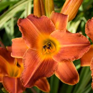 Hemerocallis hybrid 'Bright Sunset' Daylily from Moose Crossing Garden Center