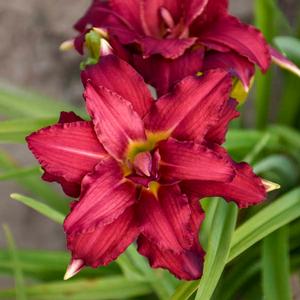 Hemerocallis hybrid 'Double Pardon Me' Daylily from Moose Crossing Garden Center