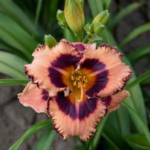 Hemerocallis hybrid 'Hungry Eyes' Daylily from Moose Crossing Garden Center