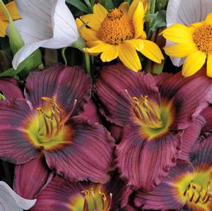 Hemerocallis hybrid 'Little Grapette' Daylily from Moose Crossing Garden Center