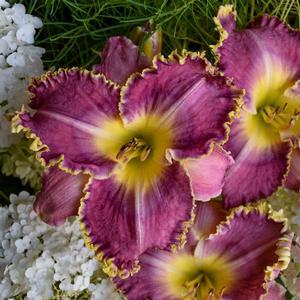 Hemerocallis hybrid 'Raspberry Eclipse' Daylily from Moose Crossing Garden Center