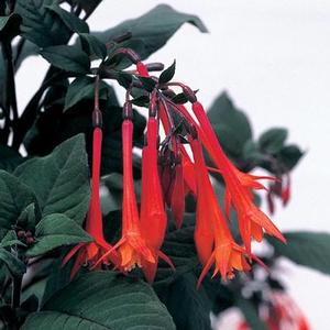 Fuchsia trphylla 'Gartenmeister' Upright Fuchsia from Moose Crossing Garden Center