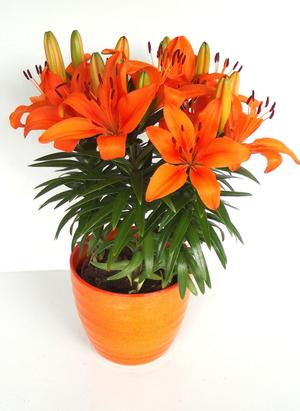 Lilium asiatic 'Orange' Asiatic Lily from Moose Crossing Garden Center